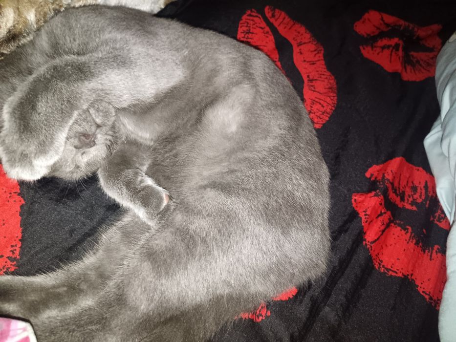 Mushuk Scottish Fold, ozoda, toza boqilgan  5 oylik