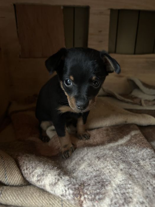 Мини пинчер мъжко и женско