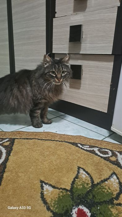 Maine Coon  ....