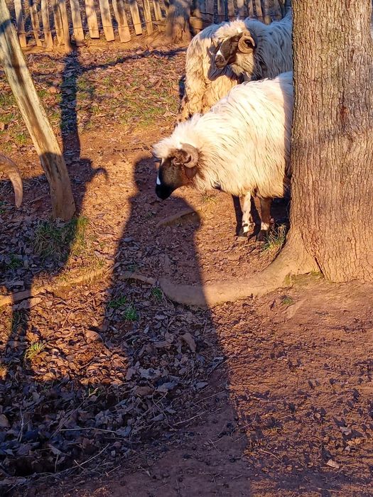 Vînd oi și berbeci