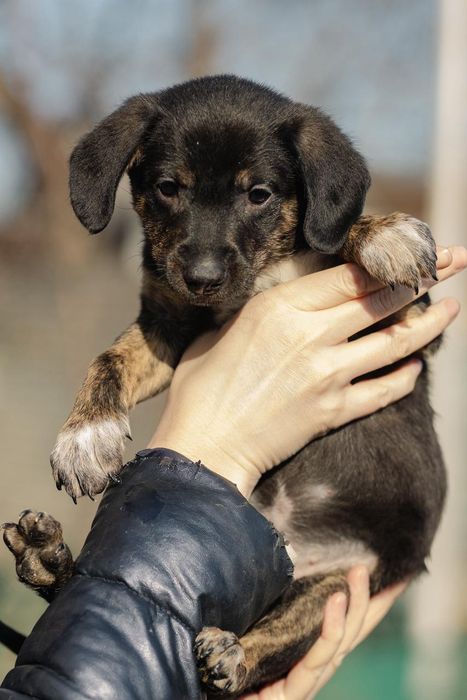 Щенята ищут любящий дом