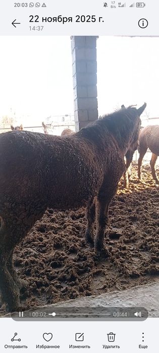 Соғым соямыз арзан бағада