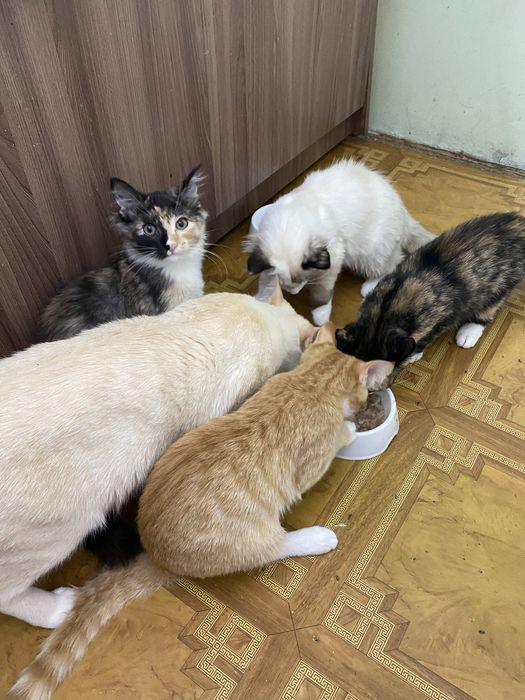 Отдам котят в хорошые руки