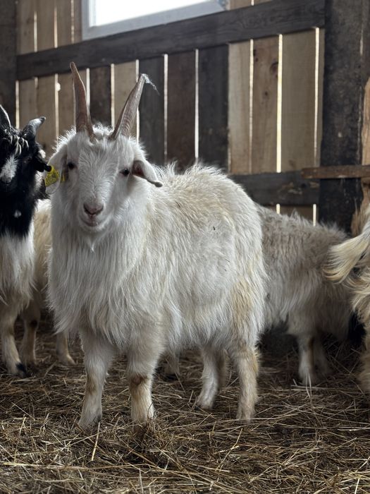 Серкелер сатылады