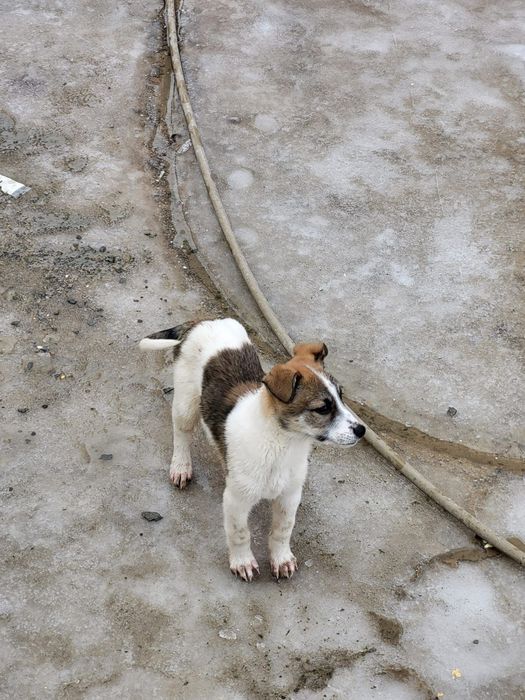 Девочки помесь охраницы