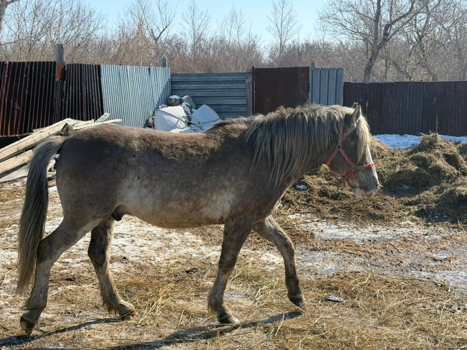Продажа жеребца полутяжа