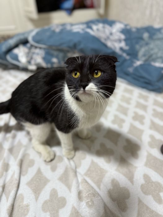 Паспорти билан пародали мушук