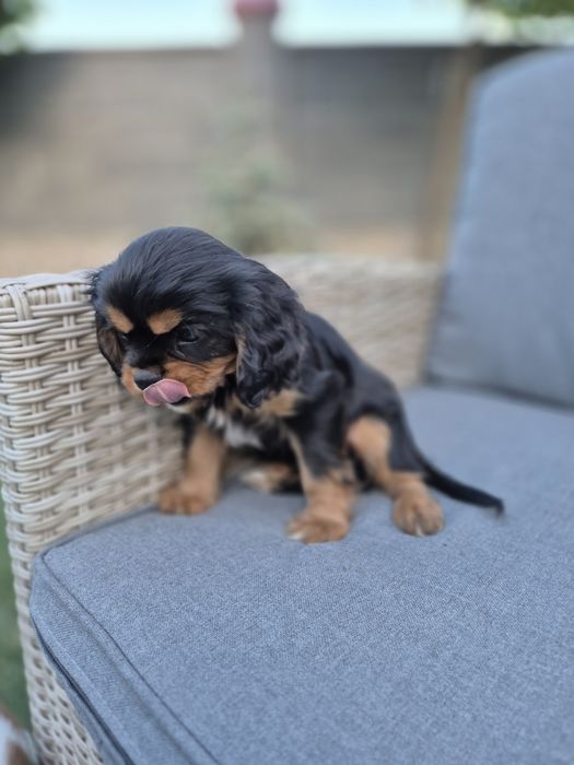 Cavalier king charles