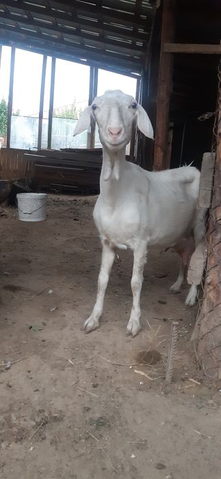 Екі сатылады 150000