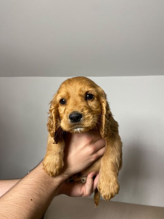 Cocker Spaniel baiat