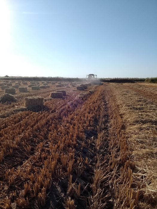 Сабан пресс бар бау камыс бар