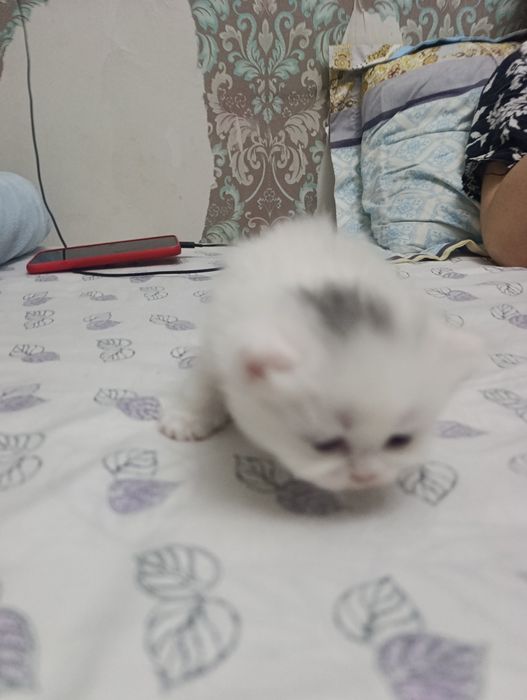 веслоушки красивые