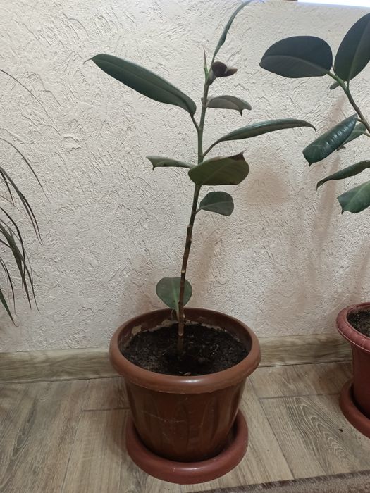 Срочно!!! Распродаю Комнатные цветы