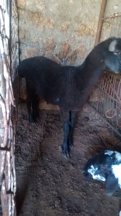 Halol Boqilgan Xonaki Chiroyli Zotli Qochqorlar sotiladi