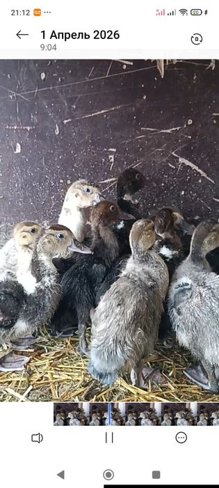 Индоутка индоутята