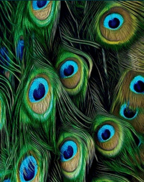 Перья  павлина  продам