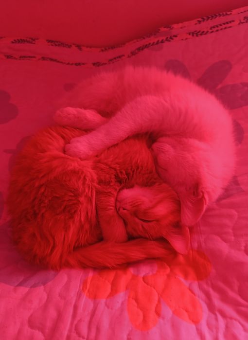 мысықтар бесплатно