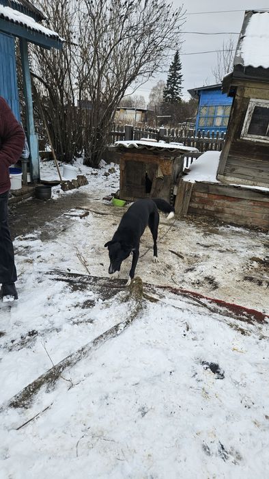 Отдам собаку  в добрые руки