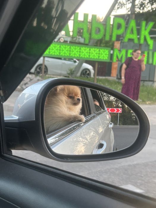 Щенок шпиц 5 месяцев