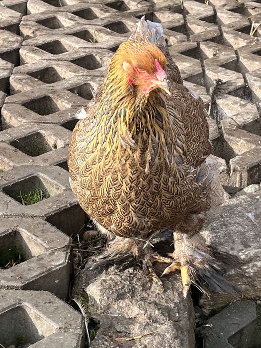 Pereche găini brahma