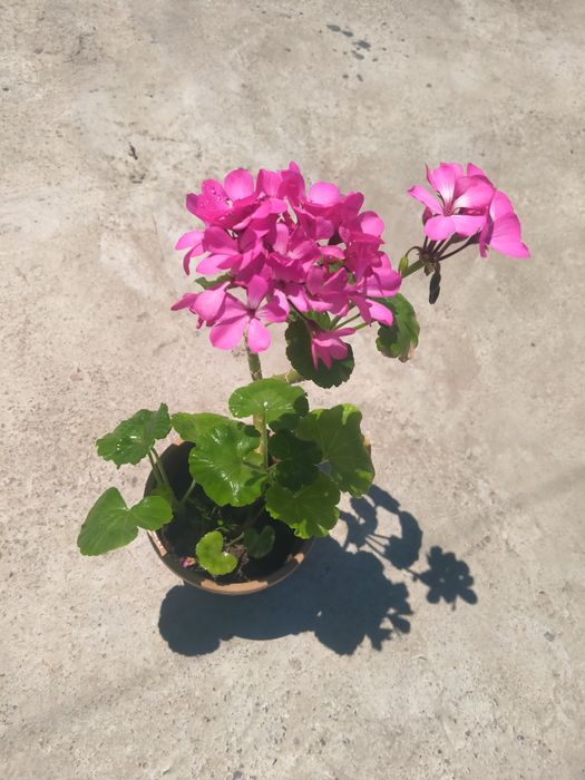 Продам герань,алое, бегония