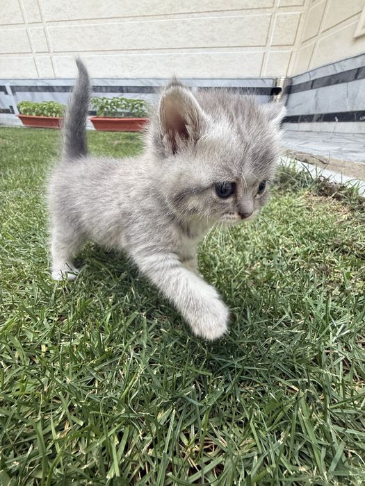 Продаётся котёнок породы страйт