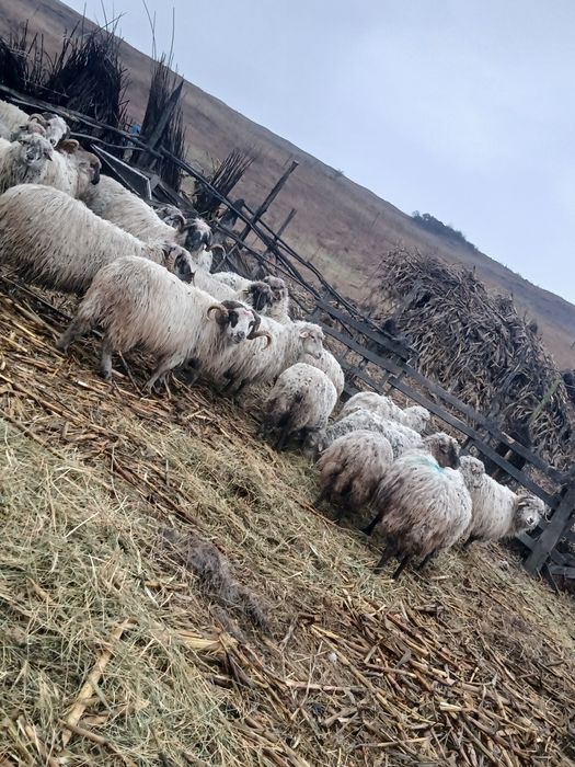 Se vind 5 oi foarte bune 850 bucata