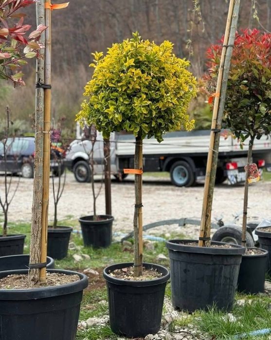 Plante ornamentale