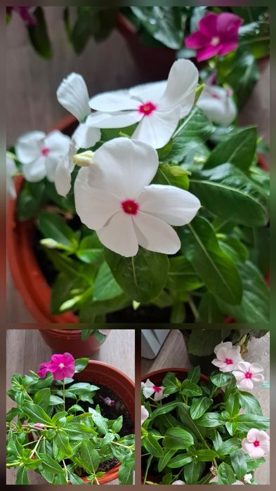 Продам бордюрные георгины ,катарантус