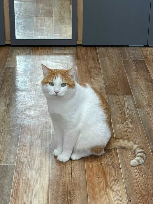 Отдам кота в хорошие руки