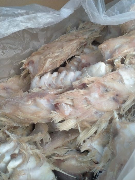 Плавникик судака