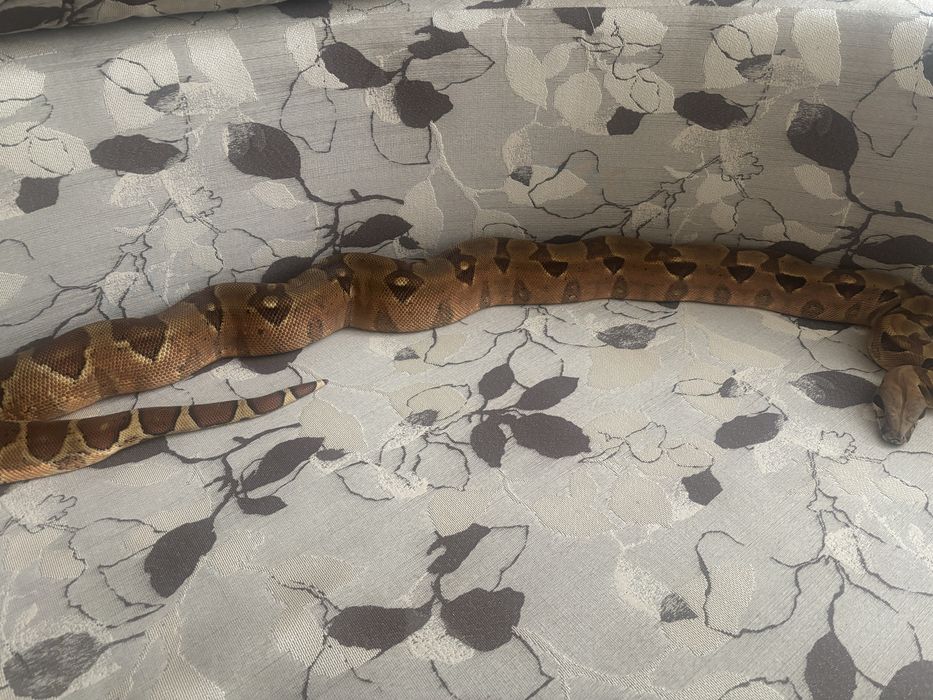 Императорский удав, самка 2.5г.