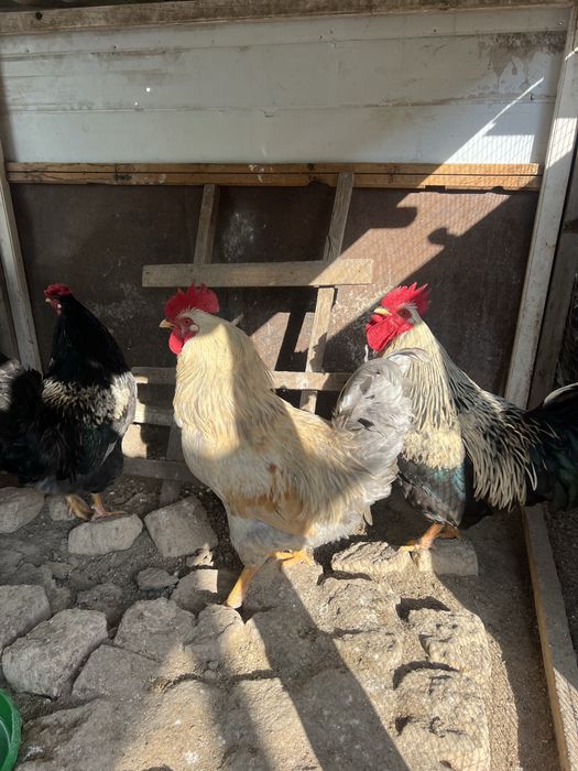 Петухи 17 штук.