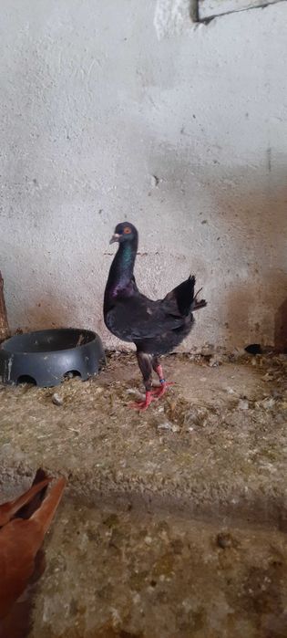 Porumbei maltezi masculi si femele