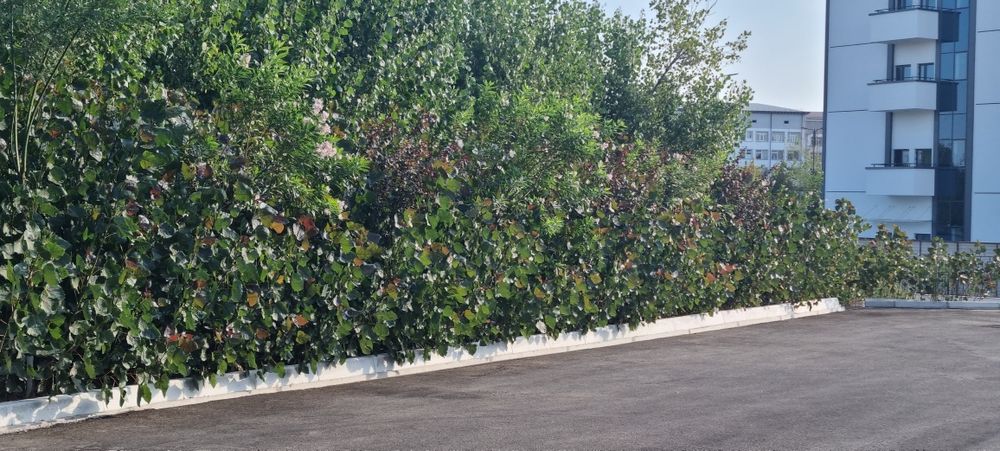 Кизил терак киримдики ( красный топол)