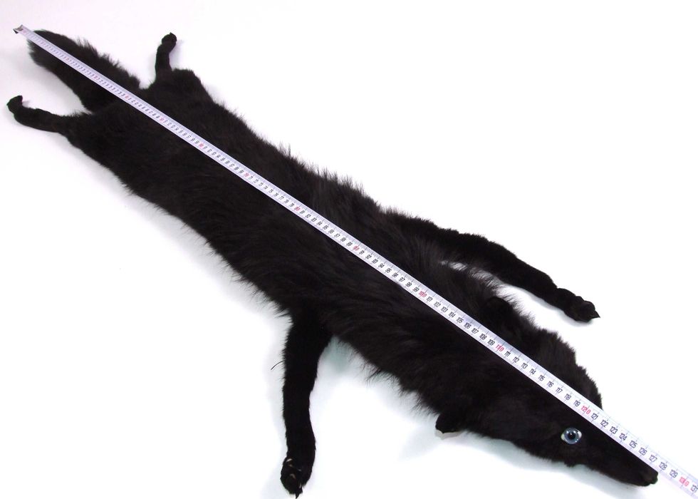 GULER vulpe neagra (cap, coada, labute), blana naturala, Italia, LUX