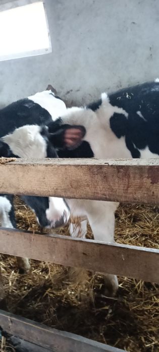 Van 3 viței,5-6luni!adoua vițele și un taure,ii dau ieftini că am nevo