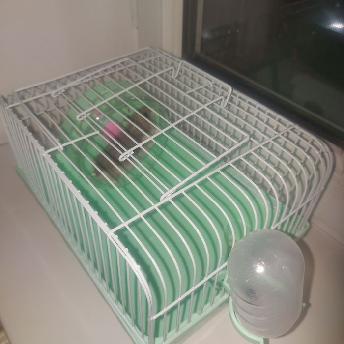 Хомячок с клеткой