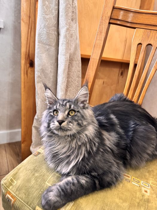 Игривый мейн кун