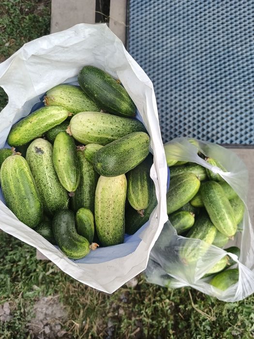 Продам помидоры  домашние