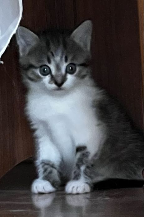 Котенок 1 месяц очень красивый