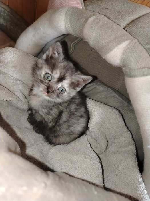 Отдам котяток в любящие руки
