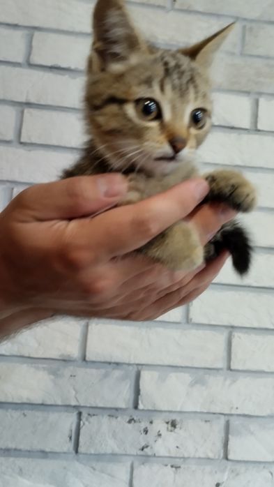 Отдам котенка, мальчик