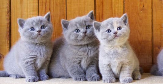 Роскошные Котята