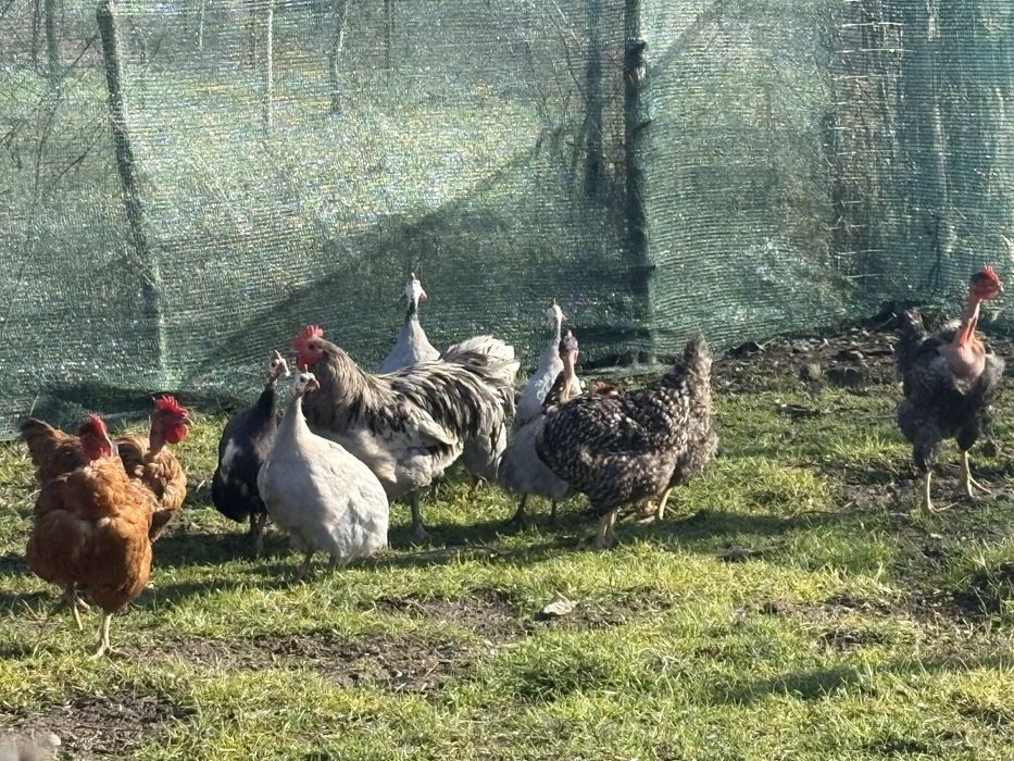 Vand oua incubat sau consum, de la rase de mai jos!, Super pret !!