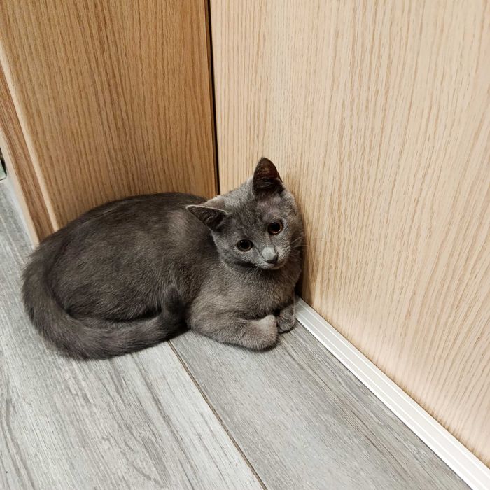 Подарявам малко котенце