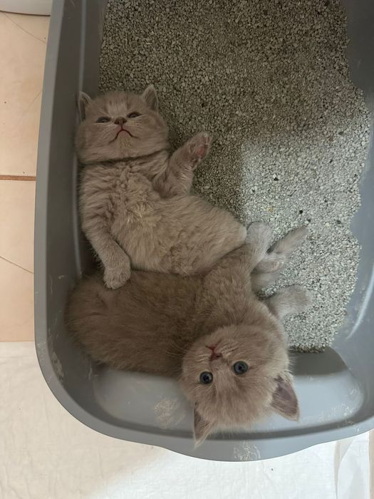 Вязка британского кота