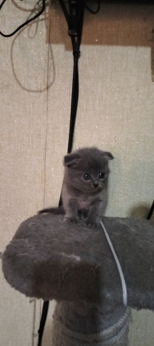 Продаются котята три мальчика.