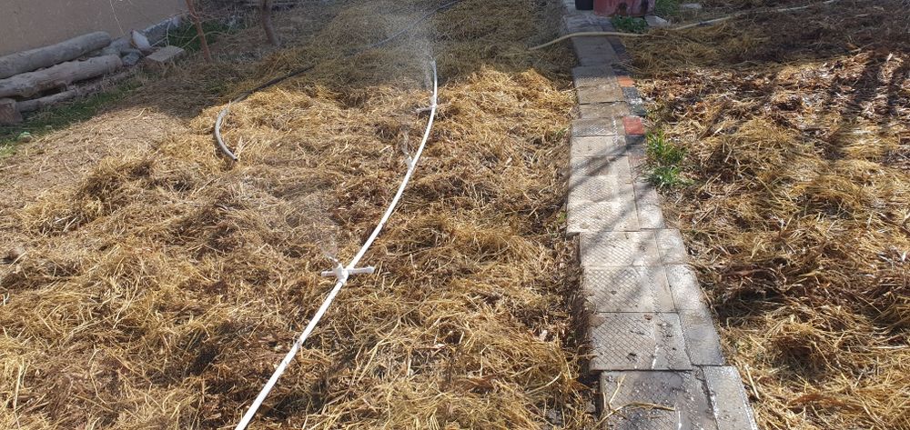 Kaliforniya qizil chuvalchangi.( Калифорния қизил чувалчанги)