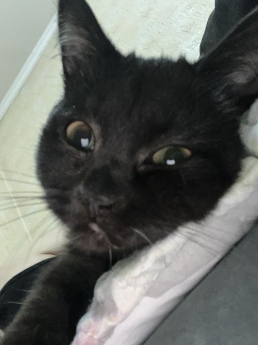 Отдам котёнка бесплатно